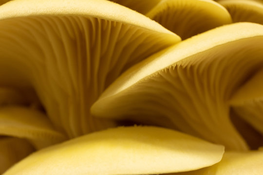Limonenseitlinge