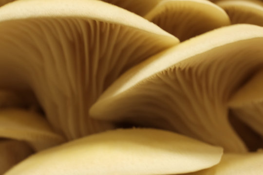 Limonenseitlinge