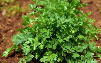 frische petersilie wächst auf dem feld in der landwirtschaft