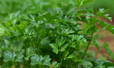 frische petersilie wächst auf dem feld in der landwirtschaft