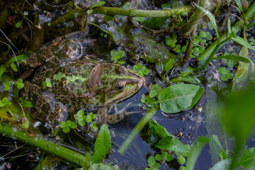 green frog in a pond