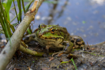 frog in the grass