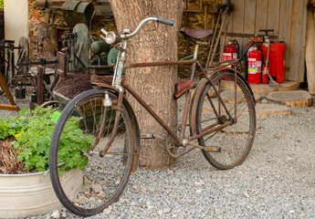 Fototapeta na wymiar old rusty vintage bike near big tree trunk. Rural areas.