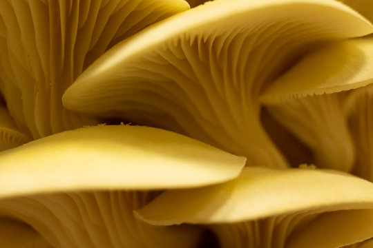 Limonenseitlinge