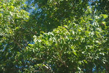 flowers in the garden