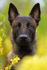 The portrait of a young Belgian Shepherd dog Malinois posing outdoors in yellow blooming bushes in spring