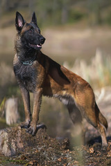 Young Belgian Shepherd dog Malinois posing outdoors in a forest standing near a tree stump in spring