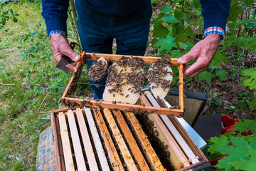 Closeup of beekeeper holding a frame with honeycomb and bees to inspect bee colony in backyard...
