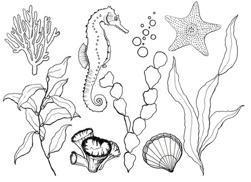 Sketch underwater set. Hand painted seahorse, laminaria, starfish and shell isolated on white background. Line art aquatic illustration for design, print or background.