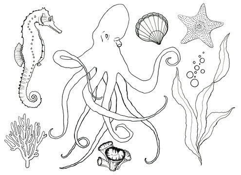 Sketch underwater wildlife set. Hand painted octopus, seahorse, laminaria, starfish and shell isolated on white background. Aquatic line art illustration for design, print or background.