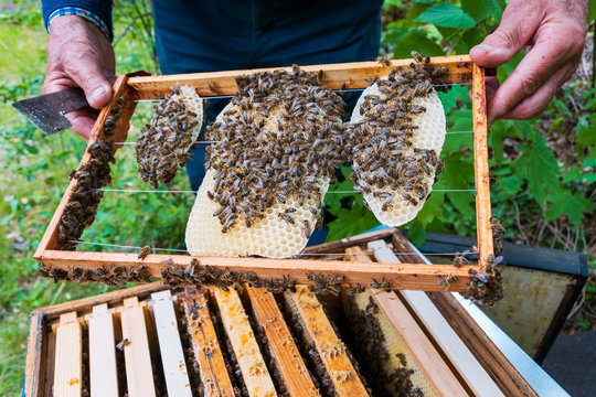 Closeup Of Beekeeper Holding A Frame With Honeycomb And Bees To Inspect Bee Colony In Backyard Apiary. Apiculture. Urban Beekeeping.