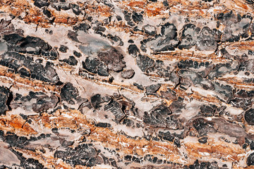 Tree texture with beautiful and rich color combination.