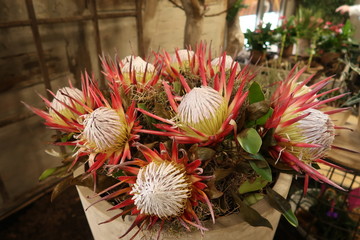 Protea Pflanze aus Südafrika