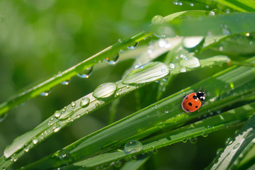 Ladybug on grass in summer in the field close-up