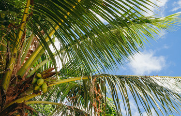 Fototapeta premium Palm tree in Seychelles with coconuts, Lodoicea maldivica, sunny day and blue sky.