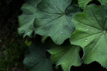 Alchemilla Mollis plant with green leaves and water droplets