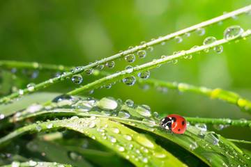 Ladybug on grass in summer in the field close-up