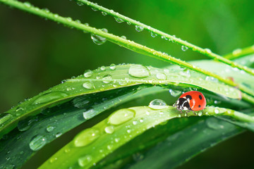 Ladybug on grass in summer in the field close-up