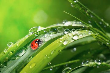 Ladybug on grass with dew drops in summer in a field on nature