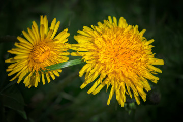 Yellow bright spring flowers dandelion on a blurred background.
