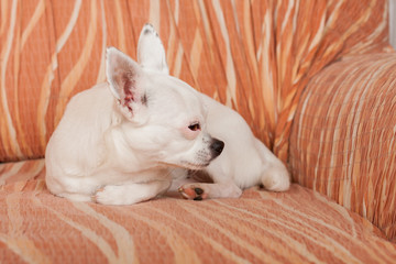 Fototapeta premium White Chihuahua lying on sofa, 5 years old female.