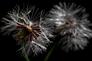 Dandalion magic moment