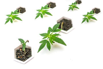 Cultivation of hemp. Growing marijuana in greenhouses, hydroponic plants.
