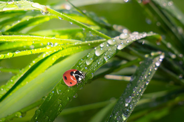 Ladybug on grass with dew drops in summer in a field on nature