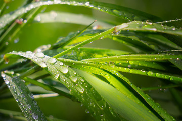 Green grass in nature with raindrops