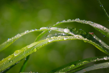 Green grass in nature with raindrops