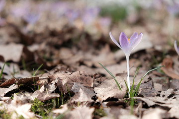 Schneeklöckchen im Laub