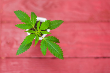 Young marijuana sprout. Fresh cannabis leaves on a burgundy background.