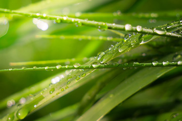 Green grass in nature with raindrops