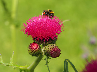 Closeup of a bright pink thistle flower and buds with a bee