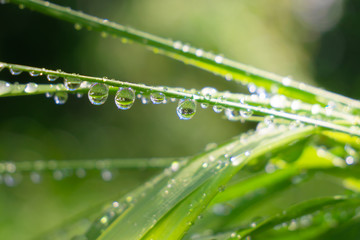 Green grass in nature with raindrops