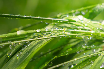 Naklejka premium Green grass in nature with raindrops