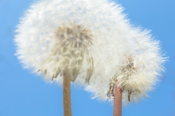 Macro Photo of two nature white flowers blooming dandelion on beautiful blue sky.