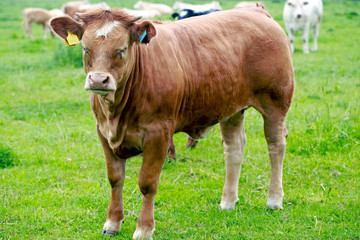 Naklejka na ściany i meble Jersey Cow standing in a vibrant green field, with ear tags against a bright green grass field