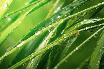 Green grass in nature with raindrops