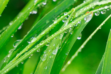 Green grass in nature with raindrops