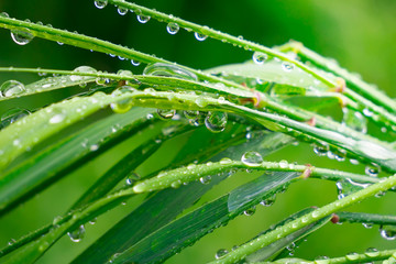 Green grass in nature with raindrops