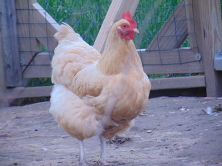chicken on farm