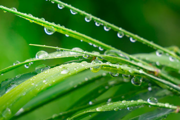 Green grass in nature with raindrops