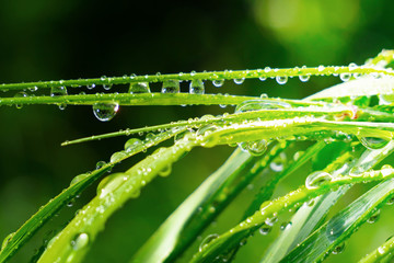 Naklejka premium Green grass in nature with raindrops