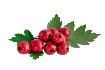 Hawthorn or common hawthorn or Crataegus monogyna berries  isolated on white background - obrazy, fototapety, plakaty
