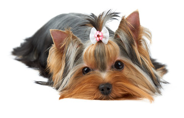 One Yorkshire Terrier