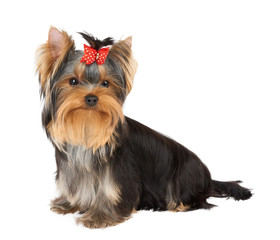 Puppy with red hair bow