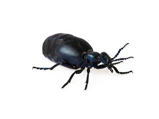 Black blue beetle or Oil beetle Meloe proscarabaeus isolated on white