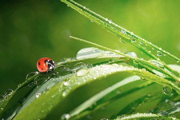 Ladybug on grass with dew drops in summer in a field on nature
