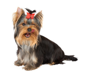 Licking Yorkshire Terrier